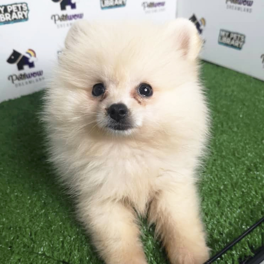 Pomeranian Puppy (Male) For Sale