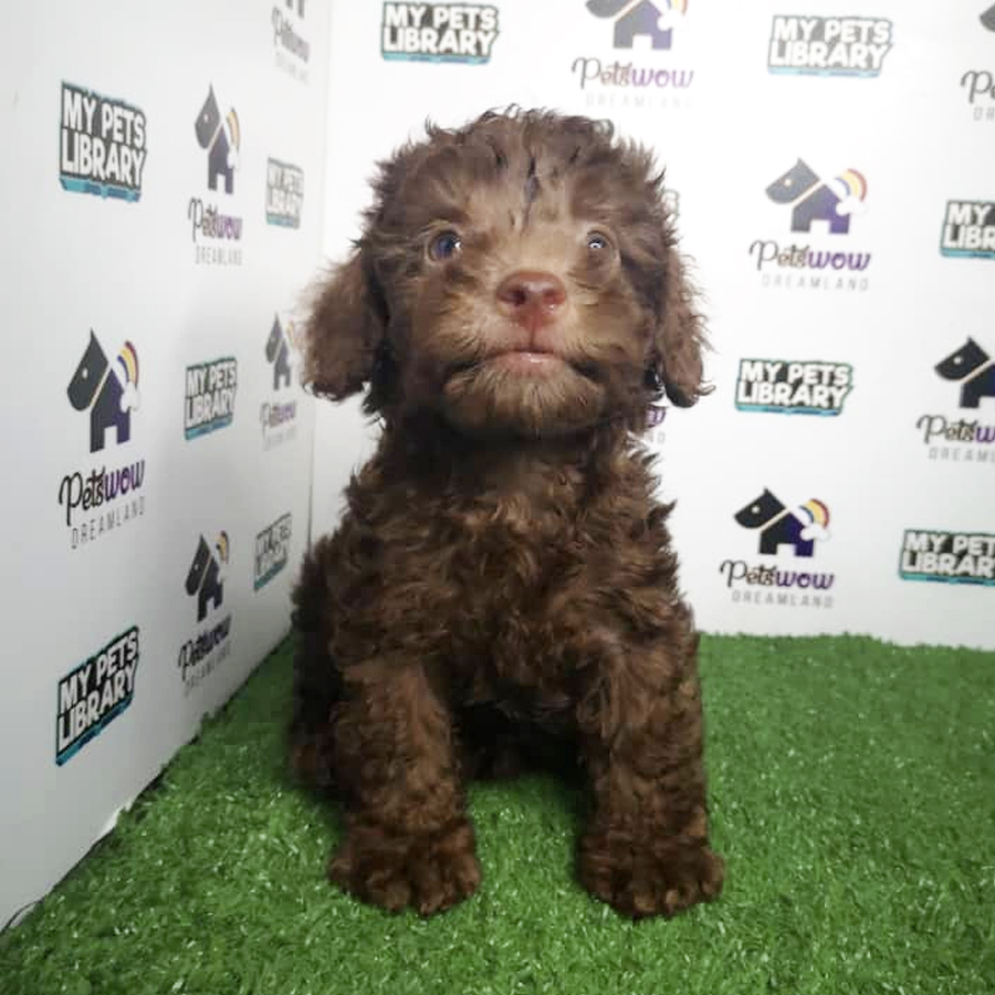 Toy Poodle Puppy (Male) For Sale