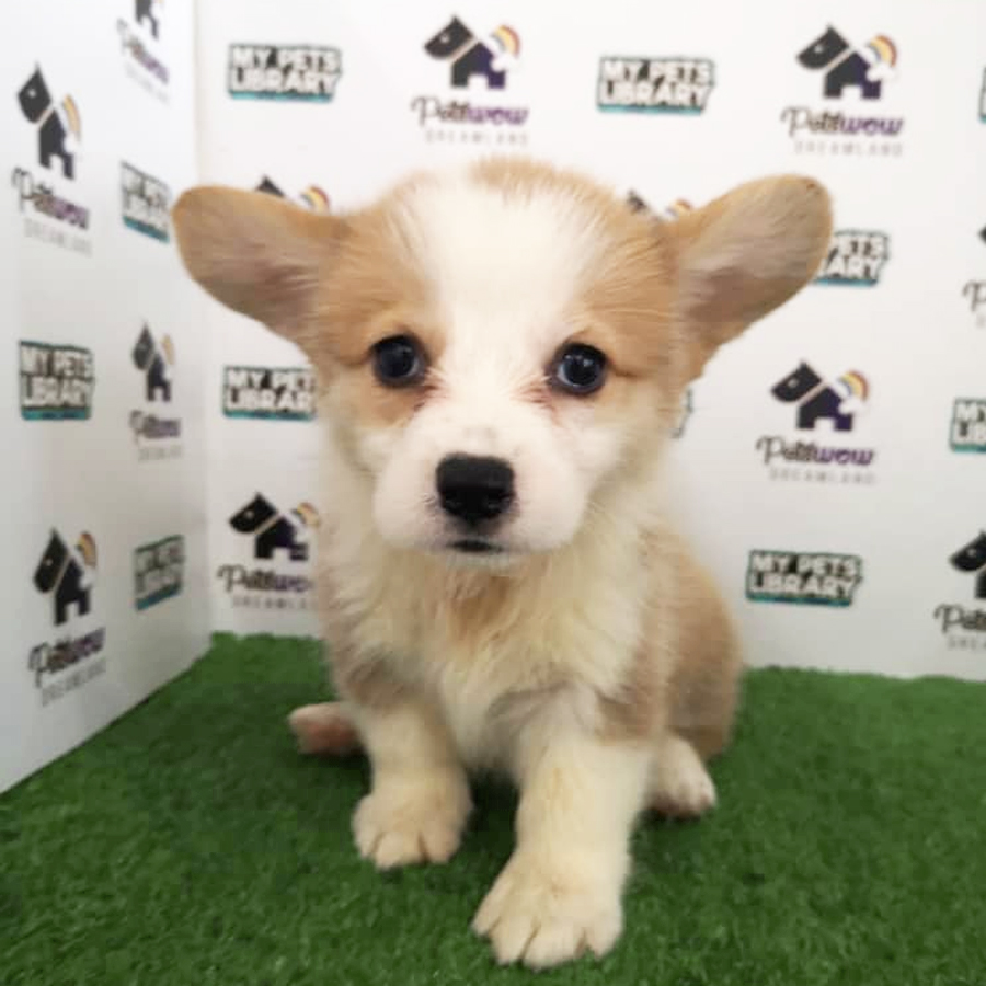 Pembroke Welsh Corgi Puppy (Male) For Sale