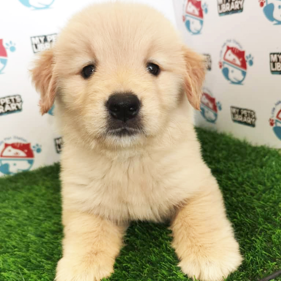 Golden Retriever Puppy (Female) For Sale