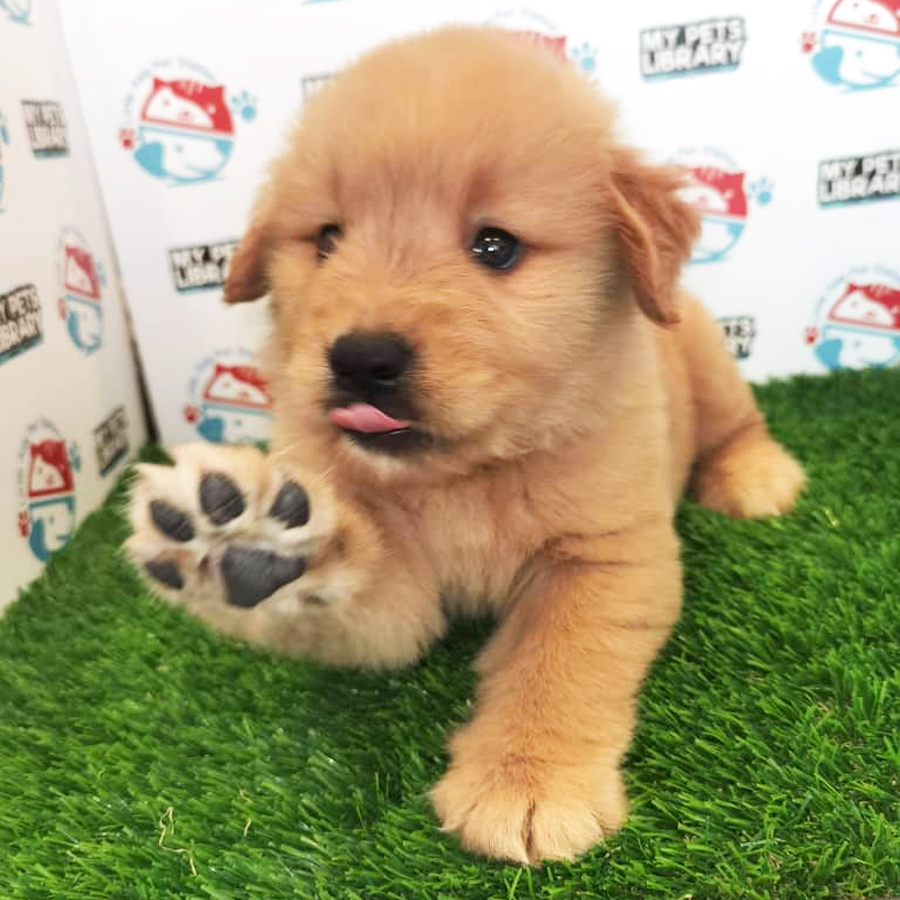 Golden Retriever Puppy (Male) For Sale