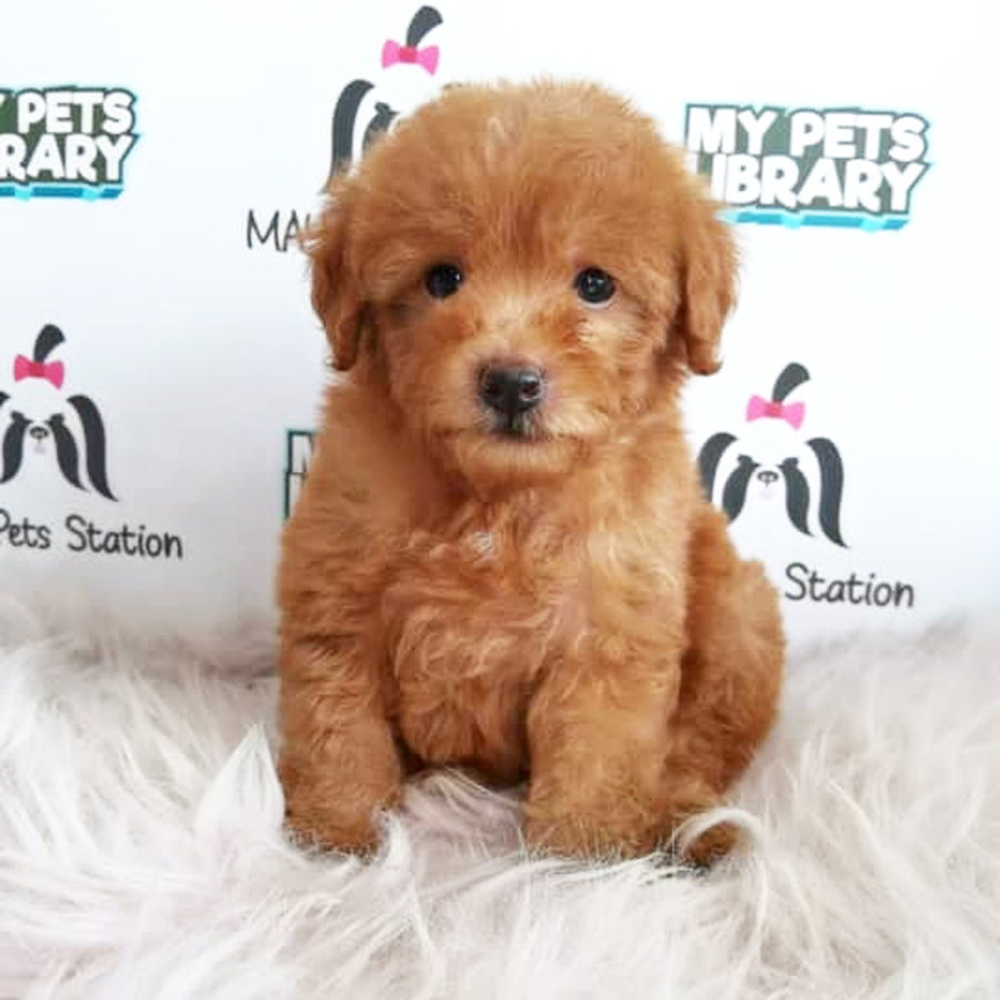 Toy Poodle Puppy (Male) For Sale