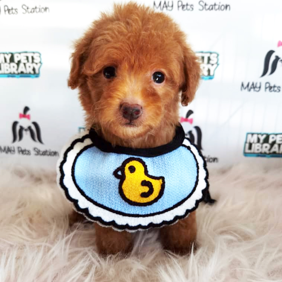 Toy Poodle Puppy (Male) For Sale