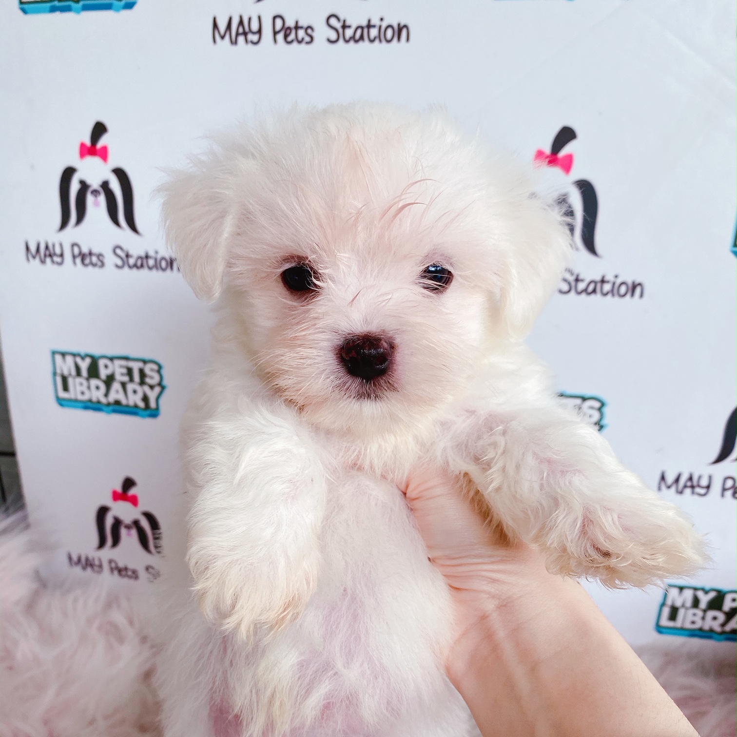 Maltese Puppy For Sale (Male)
