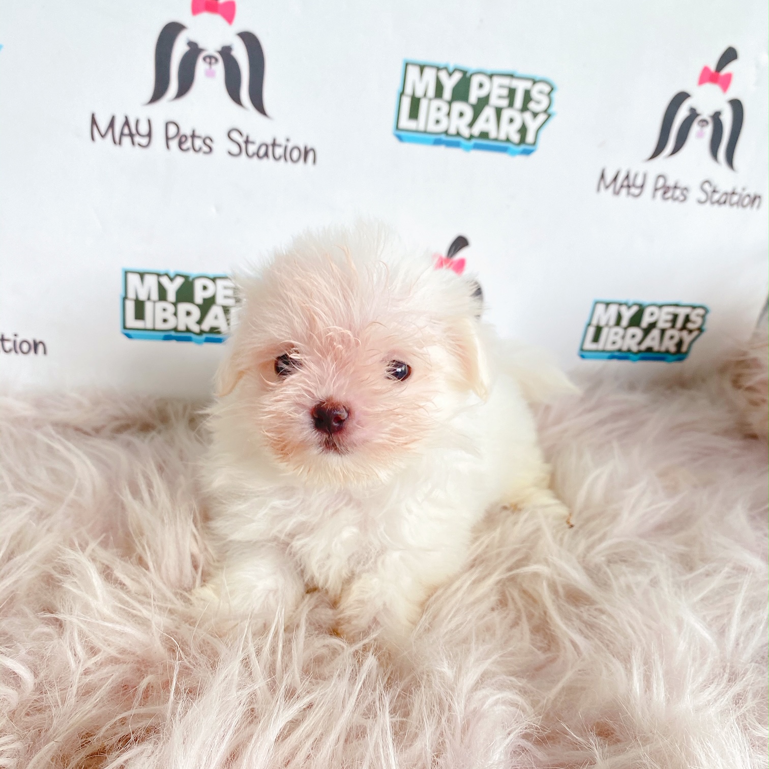 Maltese Puppy For Sale (Female)