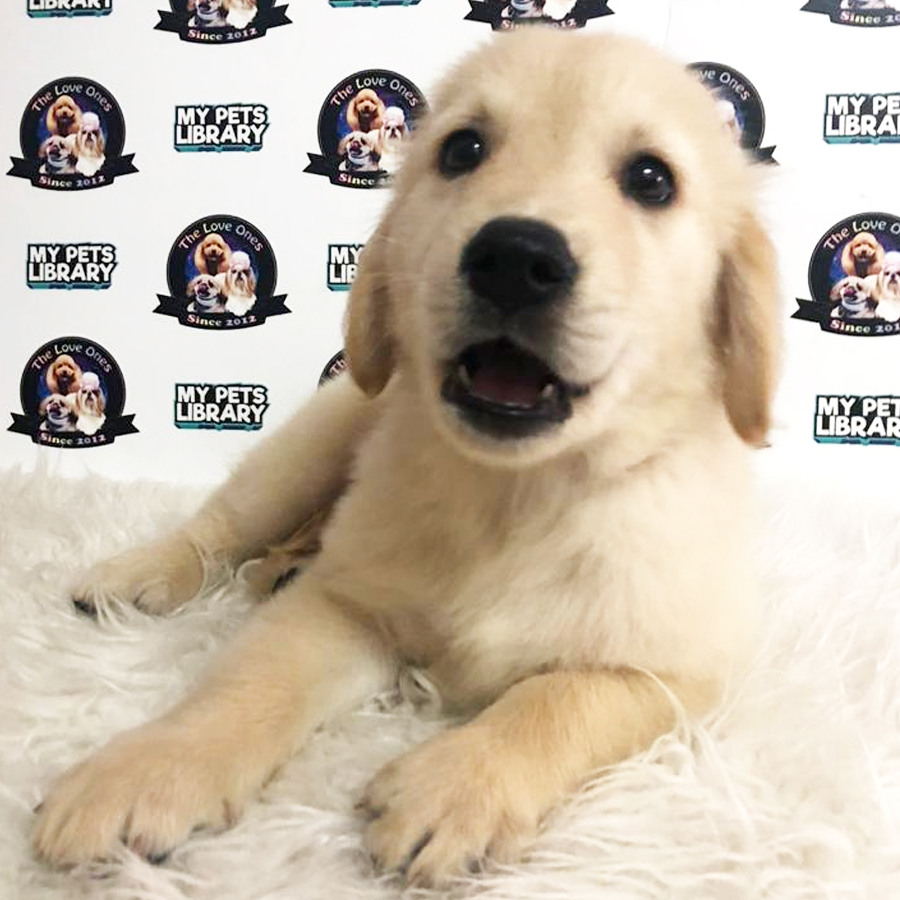 Big Bone Golden Retriever Puppy (Male) For Sale