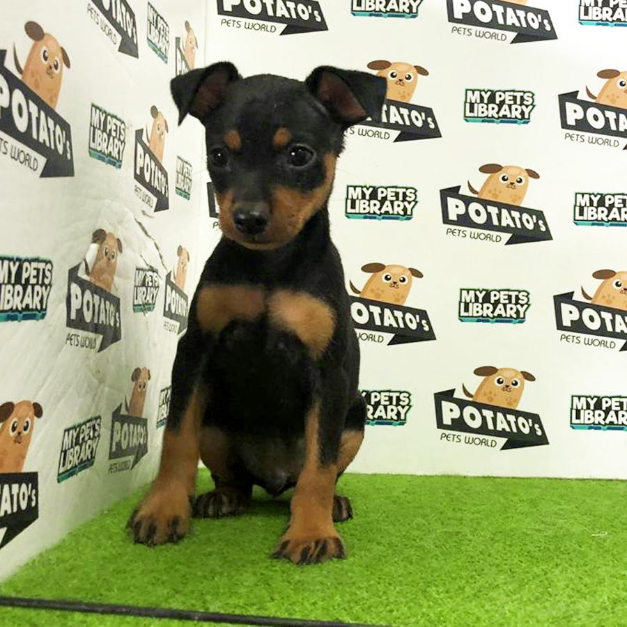 Mini Pinscher Puppy For Sale