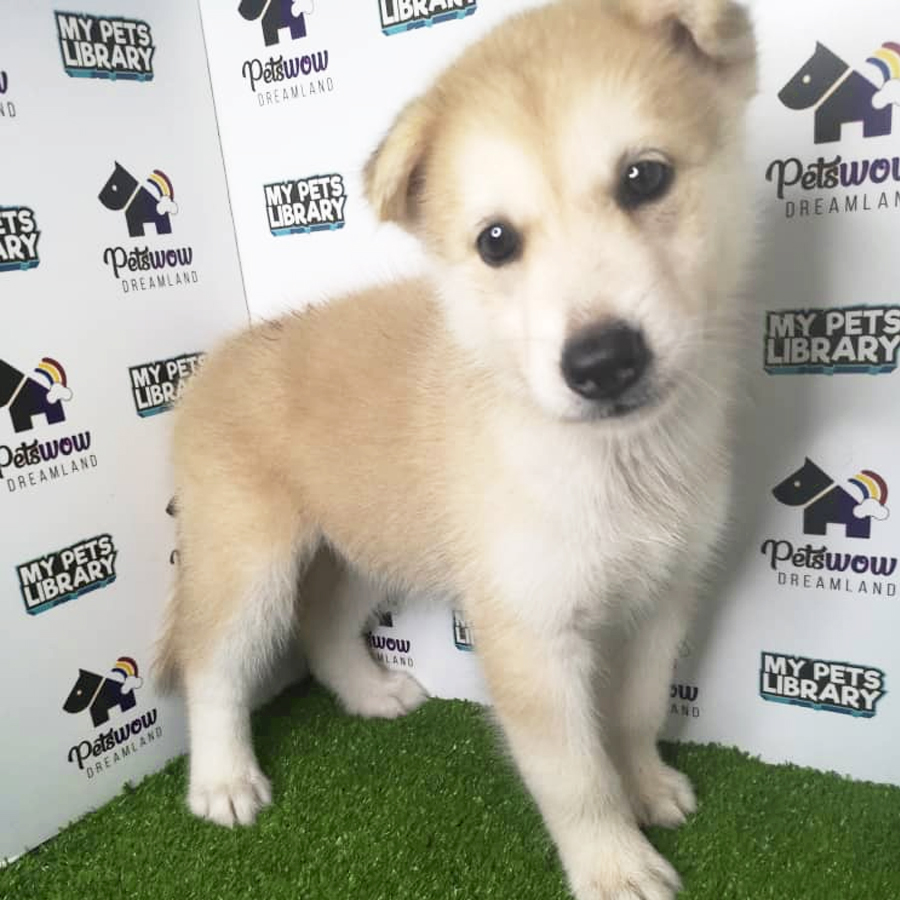 Siberian Husky Puppy (Female) For Sale
