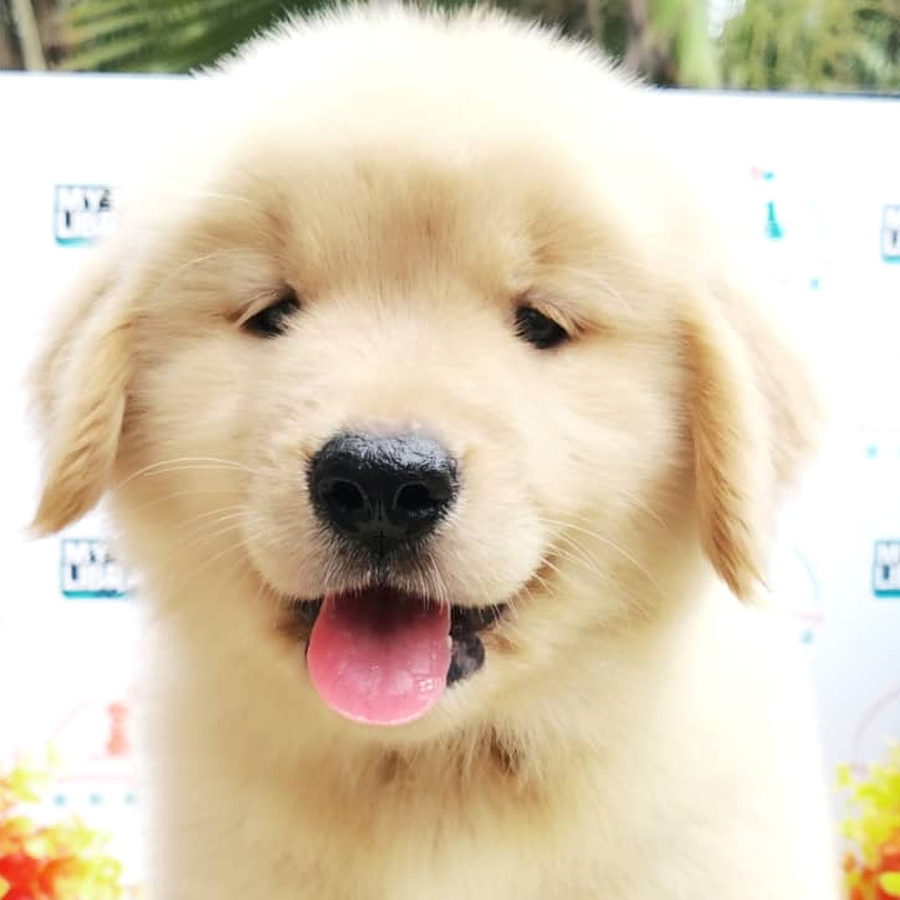 Big Bone Golden Retriever Puppy (Male) For Sale
