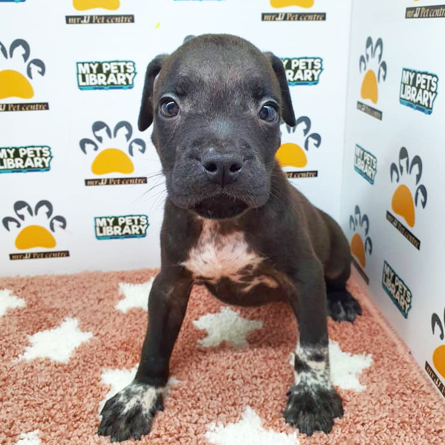 Pitbull Puppy For Sale