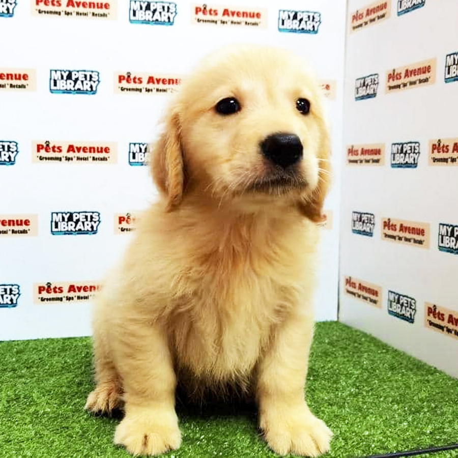 Big Bone Golden Retriever Puppy (Female) For Sale