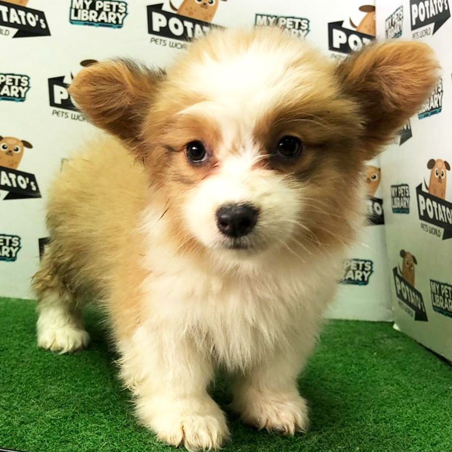 Long Coat Welsh Corgi Puppy (Female) For Sale