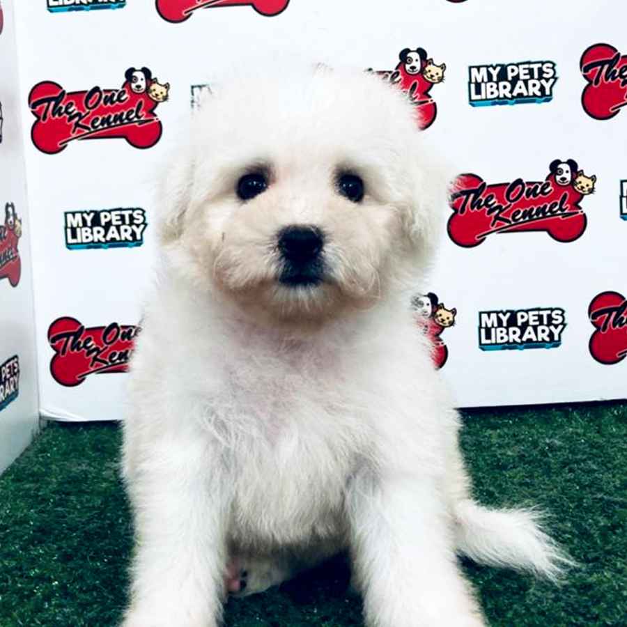 Bichon Frise Puppy (Female) For Sale