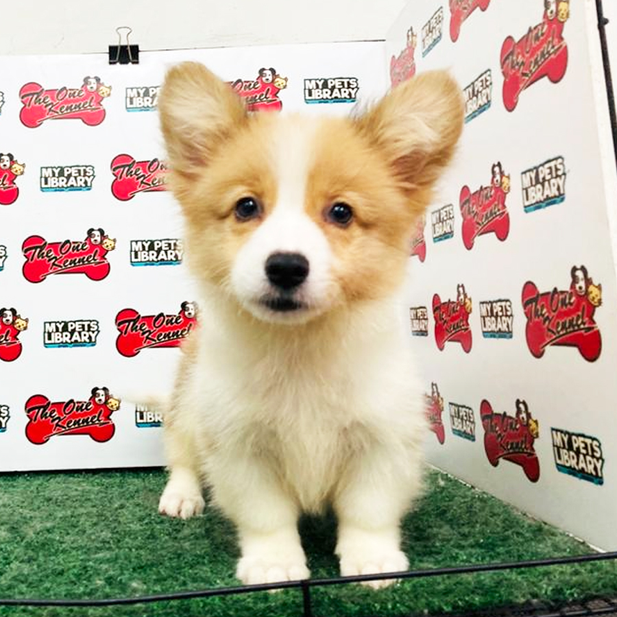 Long Coat Welsh Corgi Puppy (Male) For Sale