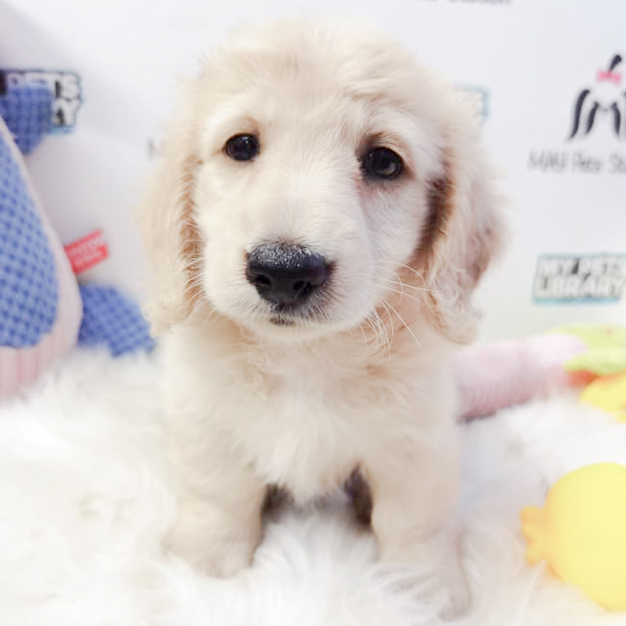 Long Coat Dachshund Puppy For Sale