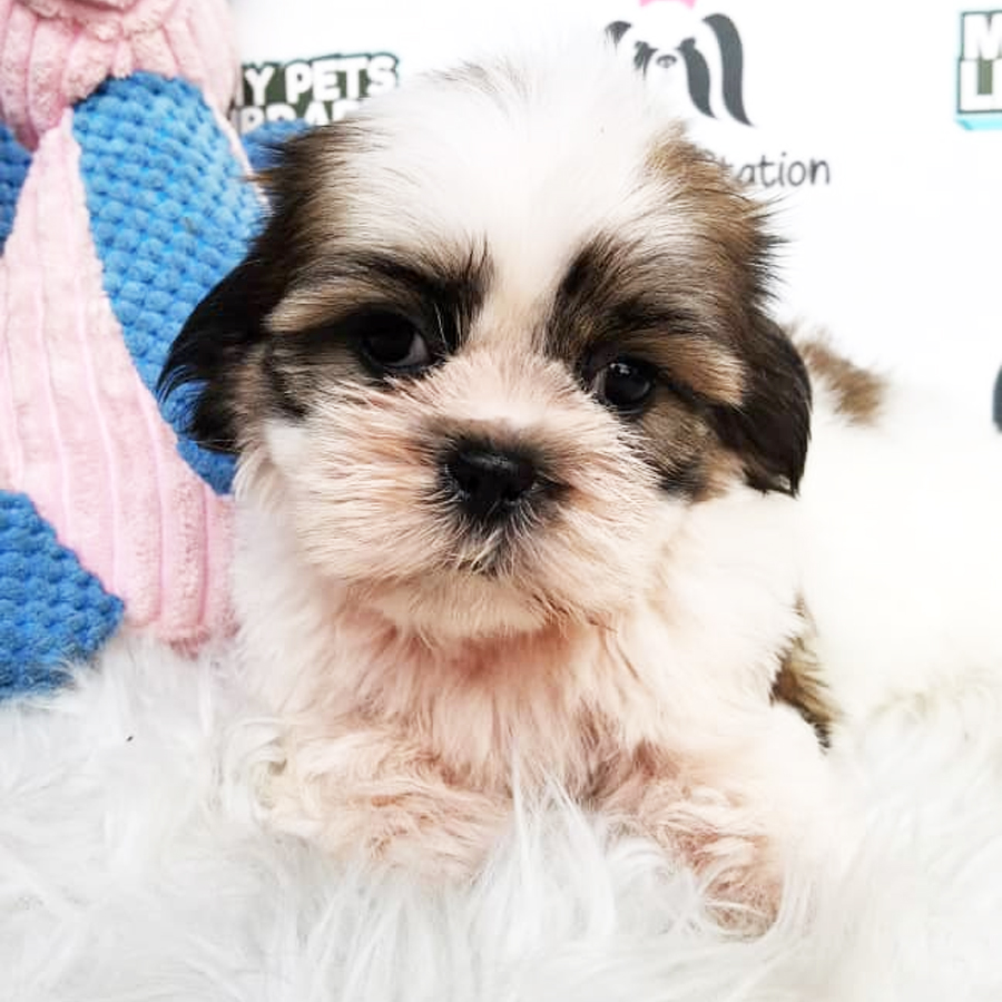 Shih Tzu Puppy (Female) For Sale