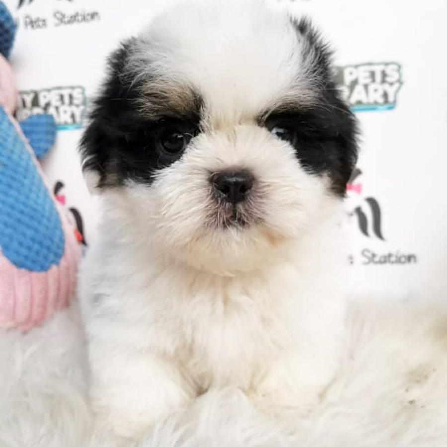 Shih Tzu Puppy (Male) For Sale