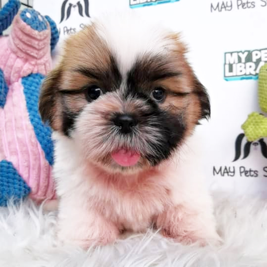 Shih Tzu Puppy (Male) For Sale