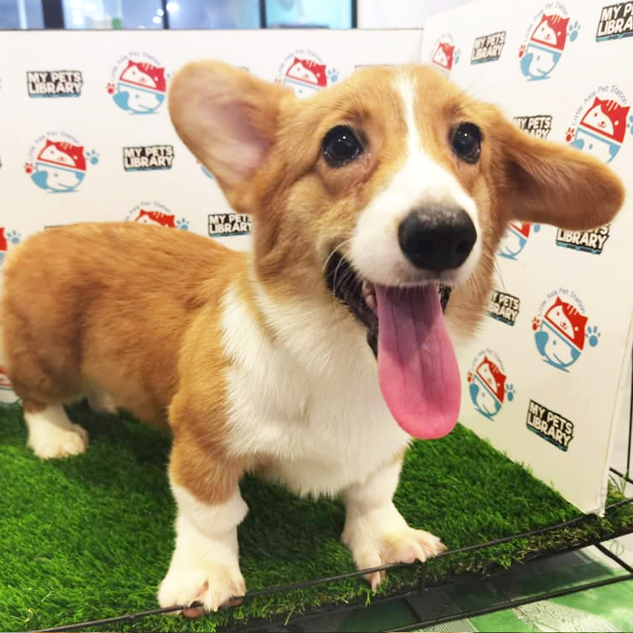Welsh Corgi Puppy (Female) For Sale