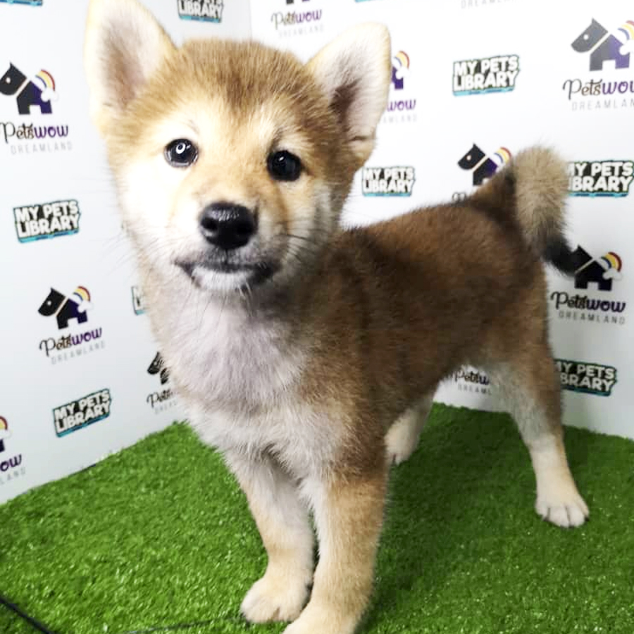 Shiba Inu Puppy For Sale
