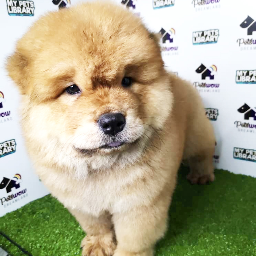 Chow Chow Puppy For Sale