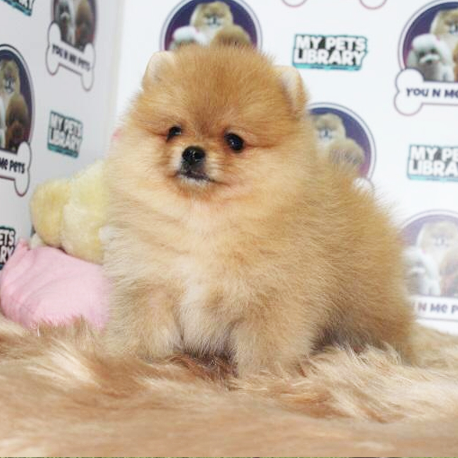 Pomeranian Puppy (Male) For Sale