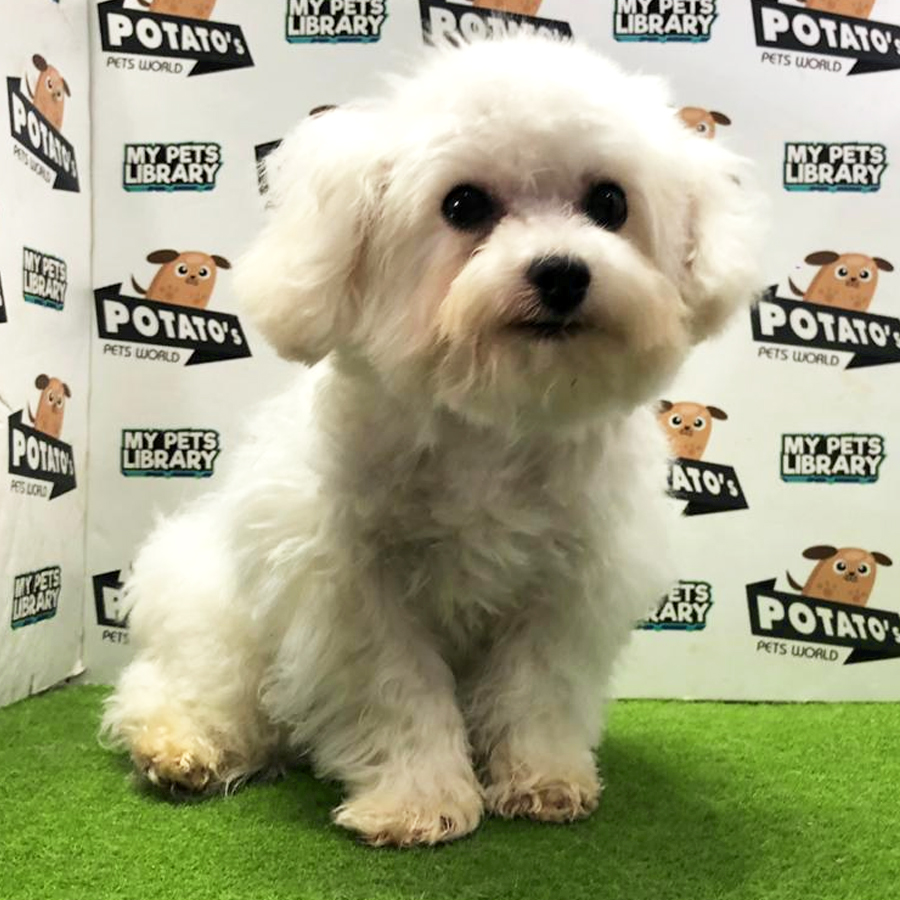 Bichon Frise Puppy (Male) For Sale