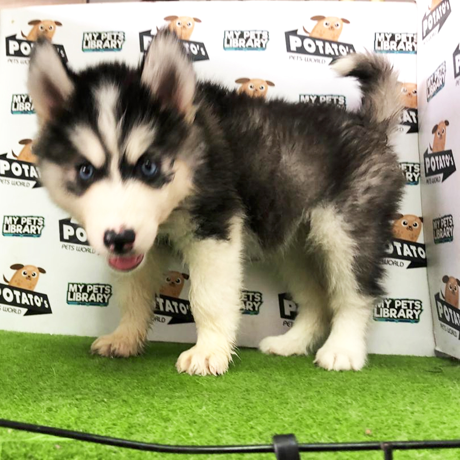 Wooly Husky Puppy For Sale