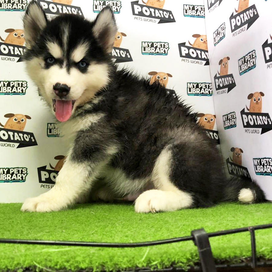 Wooly Husky Puppy For Sale