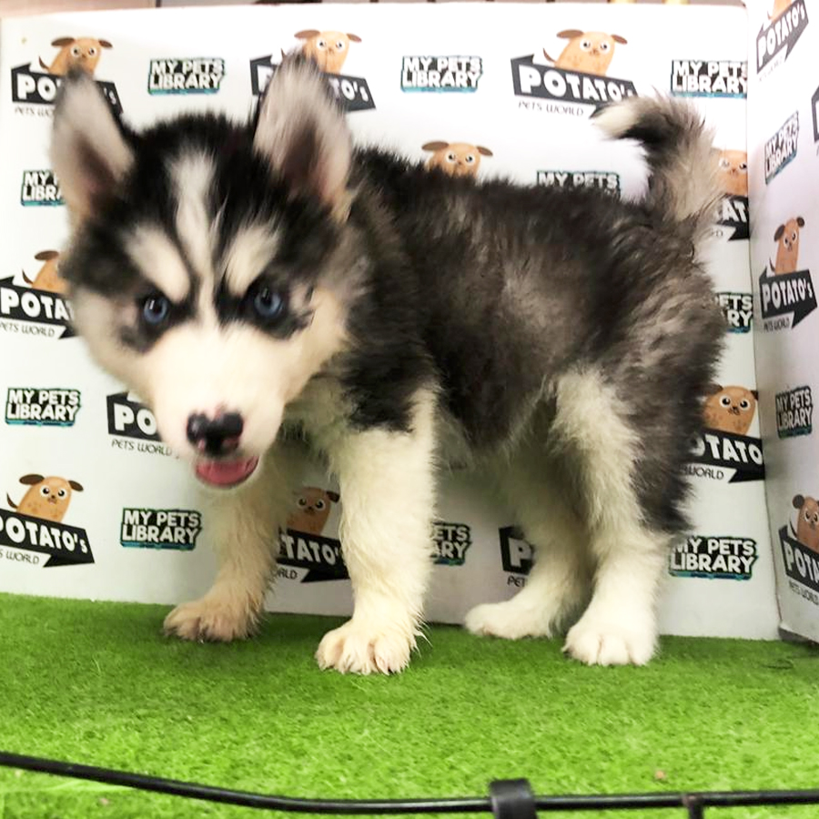 Wooly Husky Puppy For Sale