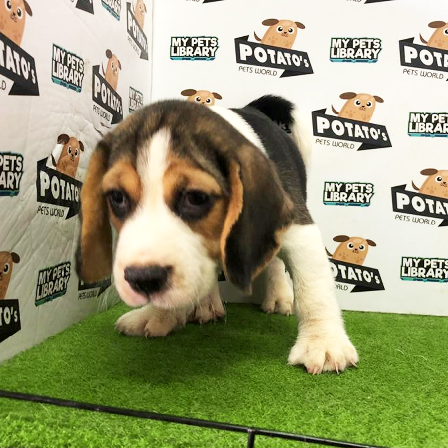 Beagle Puppy (Male) For Sale