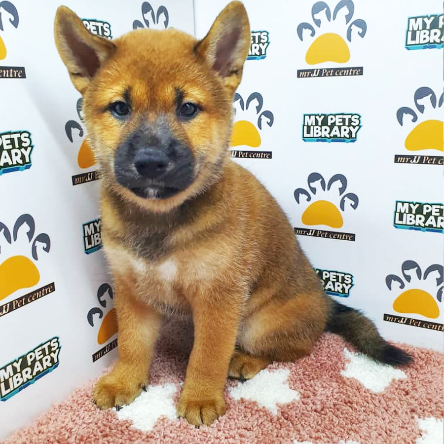 Shiba Inu Puppy For Sale