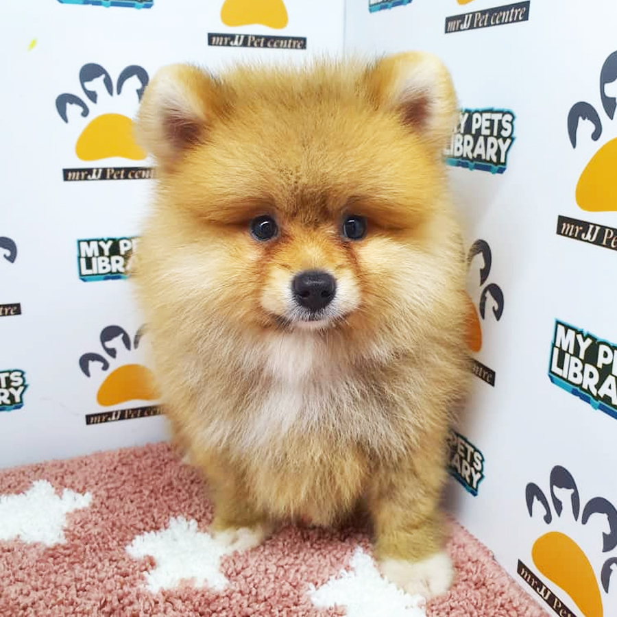 Pomeranian Puppy (Female) For Sale