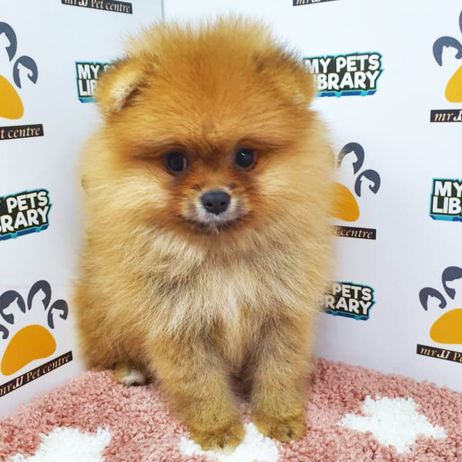 Pomeranian Puppy (Female) For Sale