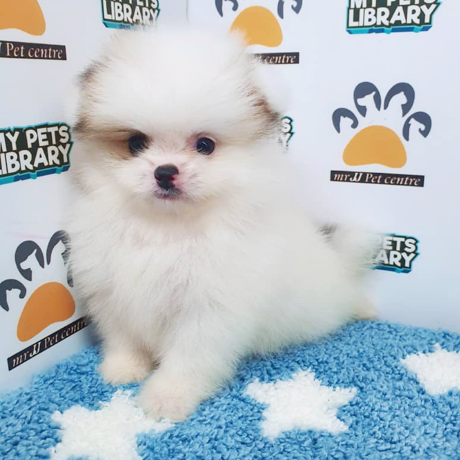 Pomeranian Puppy (Male) For Sale