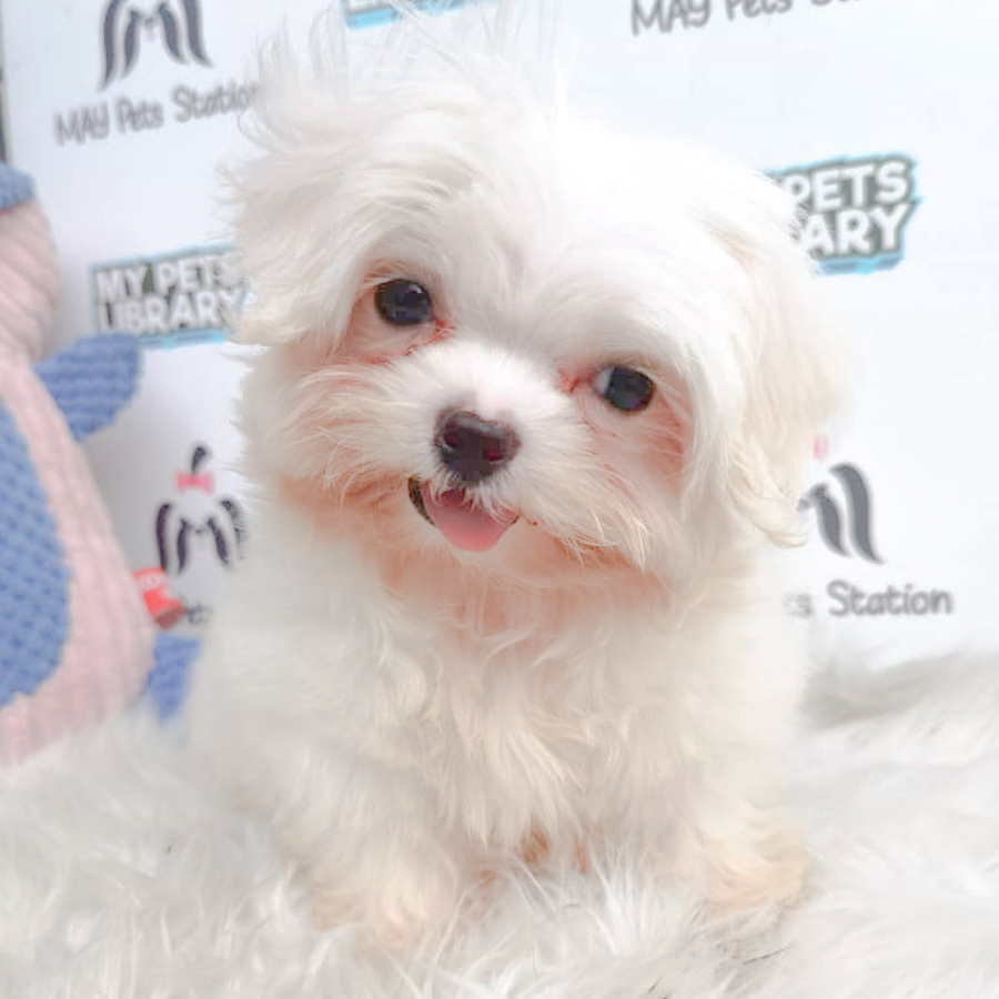 Maltese Puppy (Male) For Sale