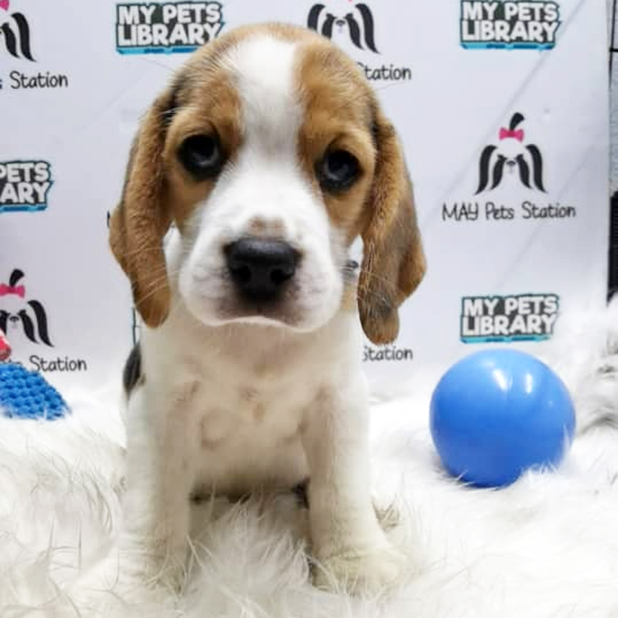 Beagle Puppy (Female) For Sale