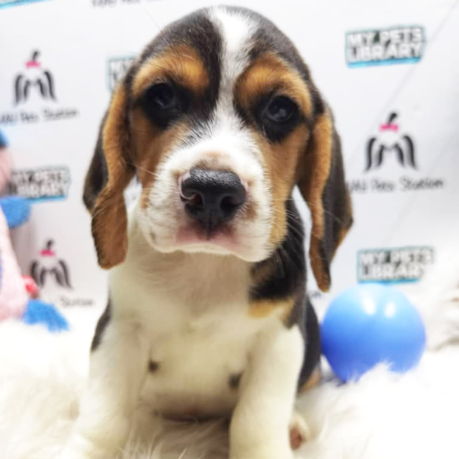Beagle Puppy (Male) For Sale