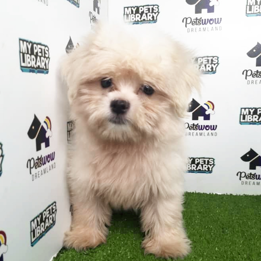 Maltese Puppy (Male) For Sale