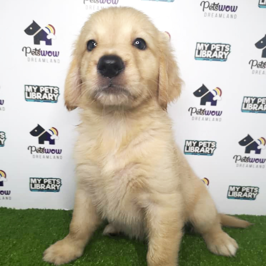 Golden Retriever Puppy (Male) For Sale