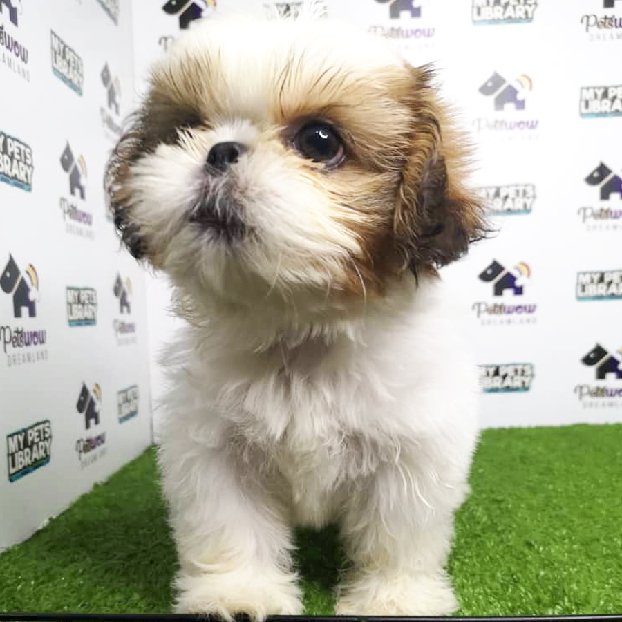 Shih Tzu Puppy (Female) For Sale