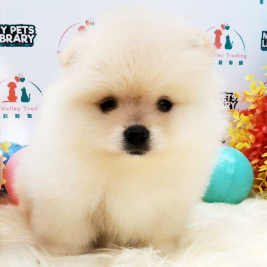 Pomeranian Puppy (Male) For Sale