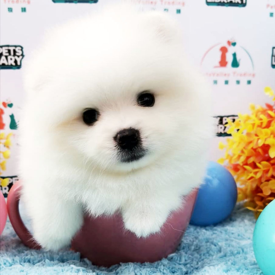 Pomeranian Puppy (Male) For Sale