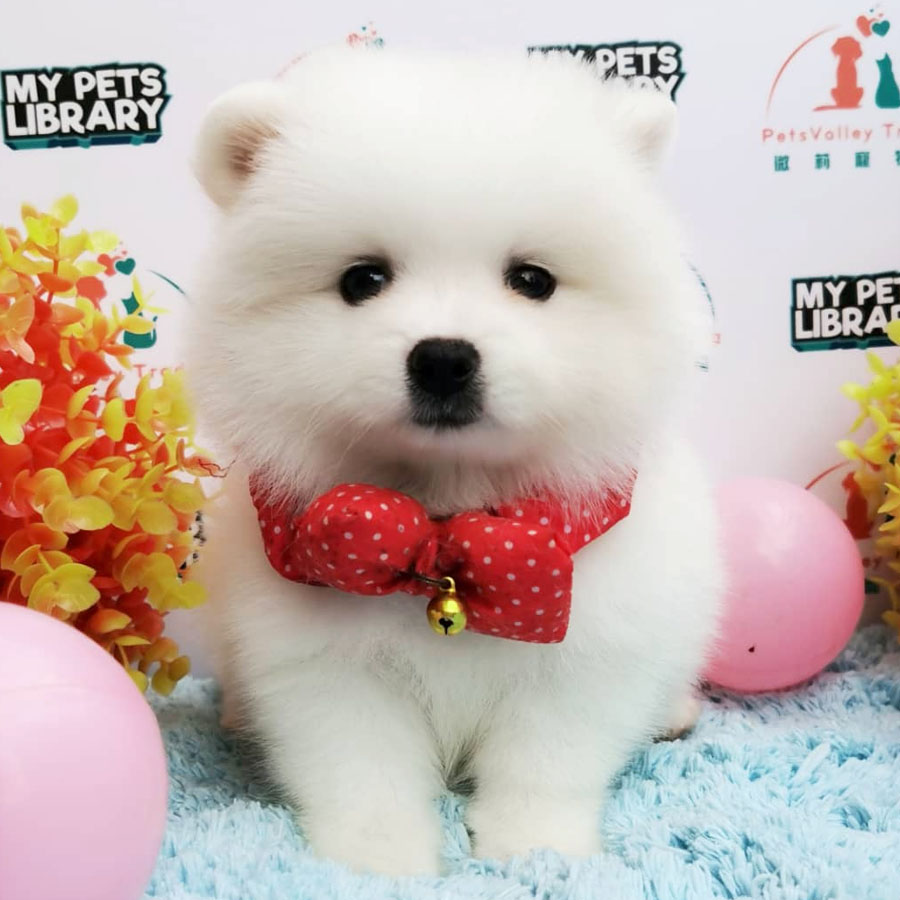 Pomeranian Puppy (Female) For Sale