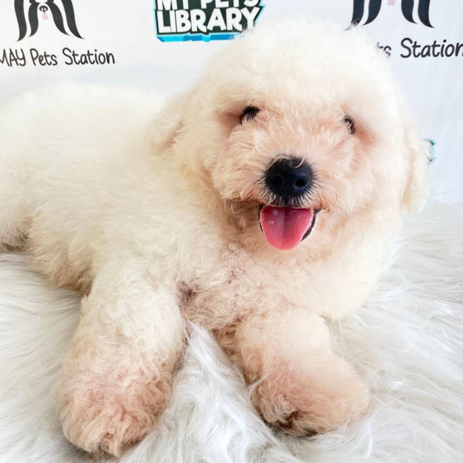 Bichon Frise Puppy (Male) For Sale