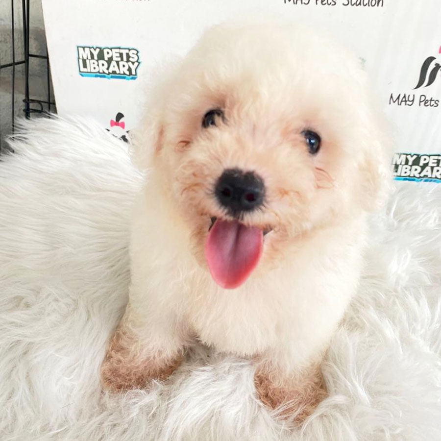Bichon Frise Puppy (Female) For Sale