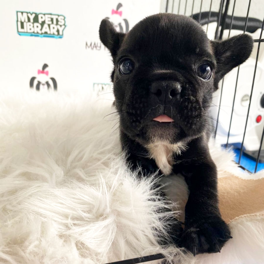 French Bulldog Puppy (Female) For Sale