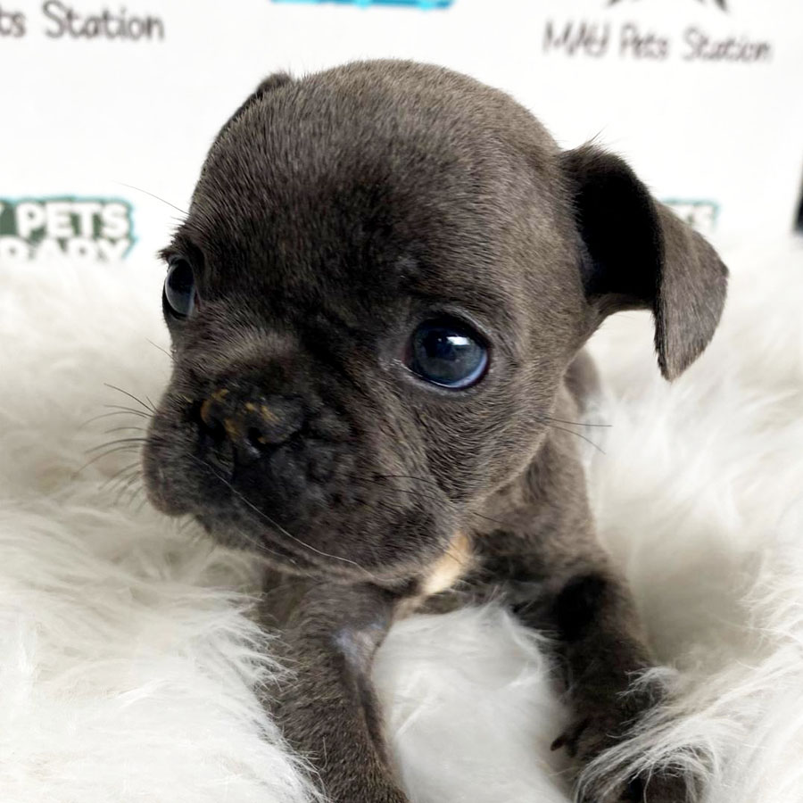 French Bulldog Puppy (Male) For Sale