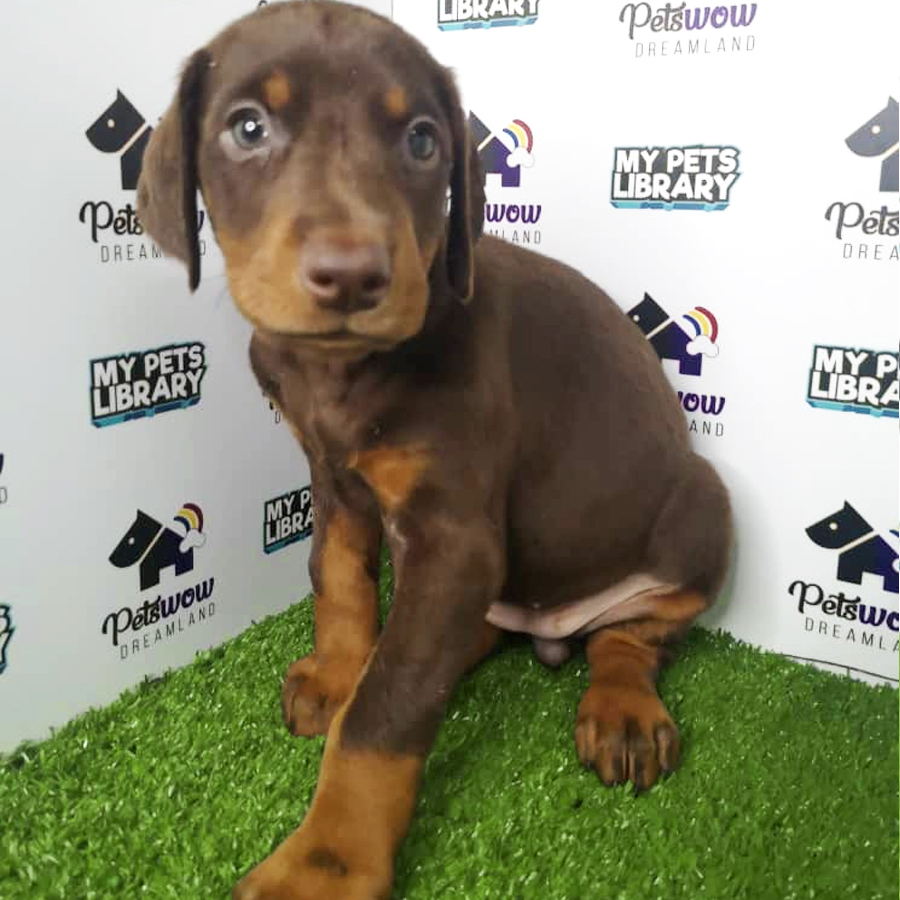 Doberman Puppy For Sale