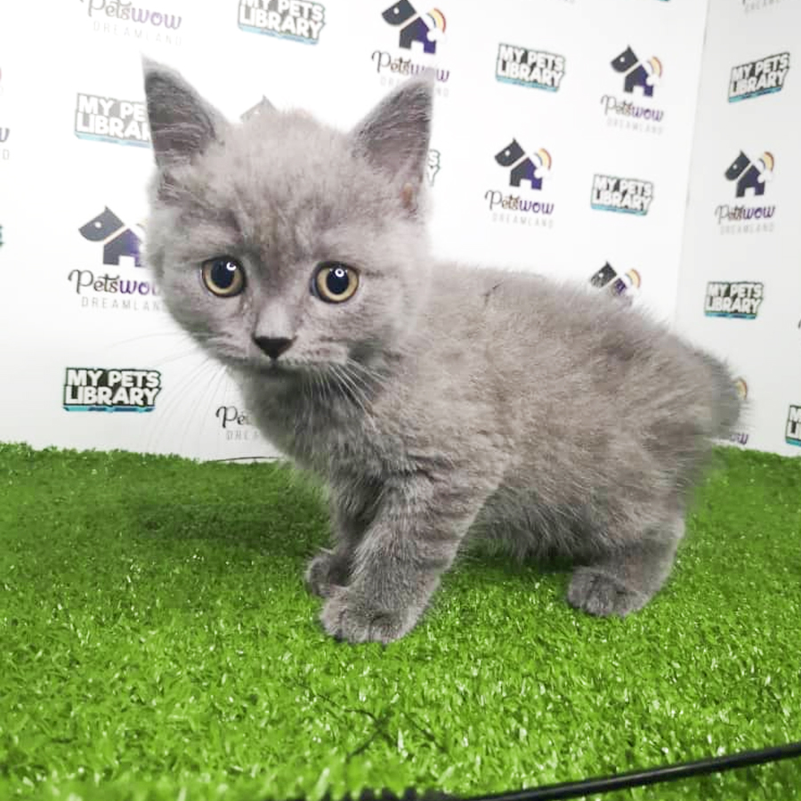 British Short Hair Kitten (Male) For Sale